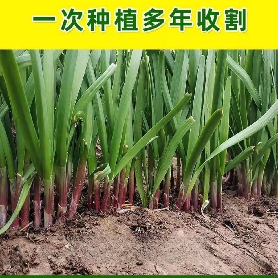 四季韭菜种子紫根韭菜籽阳台盆栽庭院农家蔬菜种子