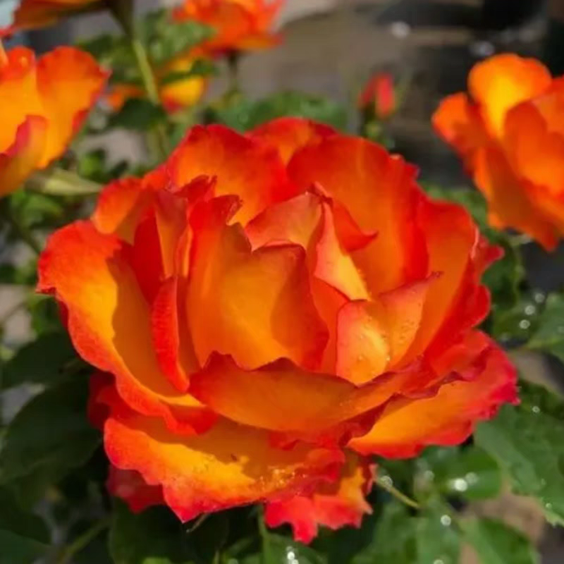 【火焰棒棒糖】开花四季大花浓香四季开花阳台庭院地栽树桩树状月季