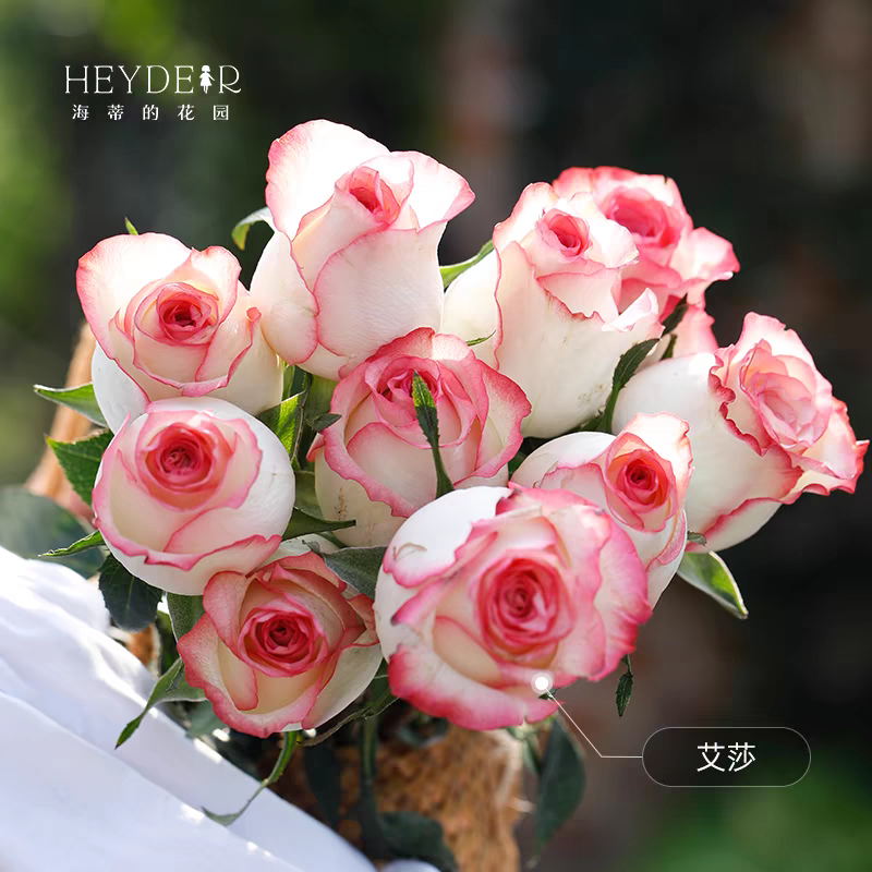 【艾莎棒棒糖】切花玫瑰大花浓香四季开花阳台庭院地栽树桩树状月季