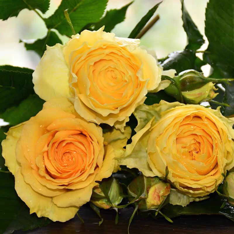 【狮子座棒棒糖月季】树桩月季切花绿植物盆栽内庭院阳台大花浓香