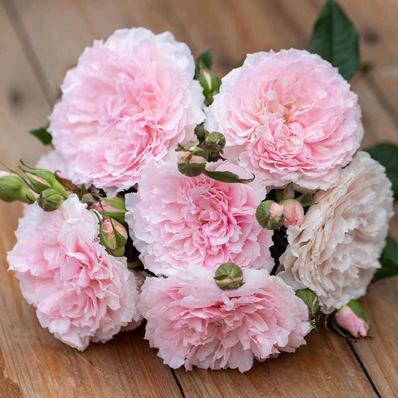 【美咲棒棒糖】大花浓香四季开花月季棒棒糖树桩阳台盆栽地栽树状