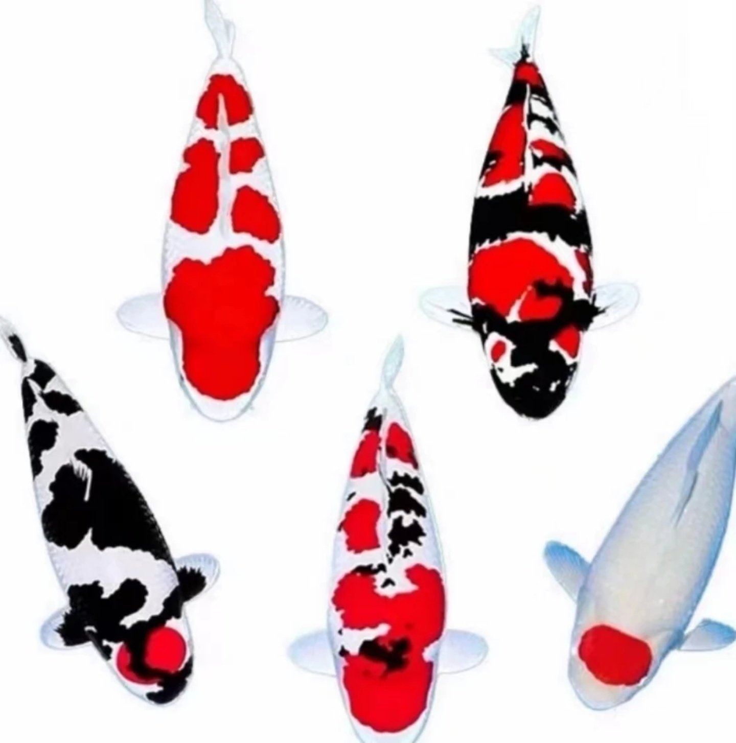 【锦鲤活体观赏鱼补价链接】小鱼观赏鱼养鱼饲养水族活体饲养养鱼