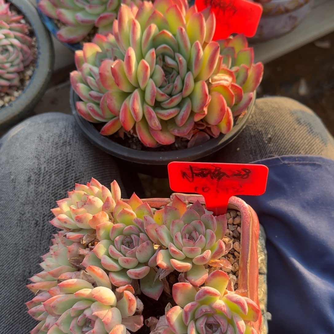 荷花老桩雪夜三头