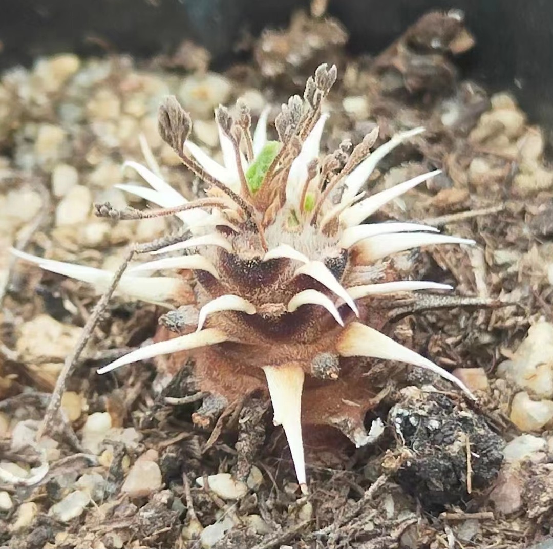 豪猪洋葵潮流块根多肉植物精品基地花卉绿植盆栽阳台室内