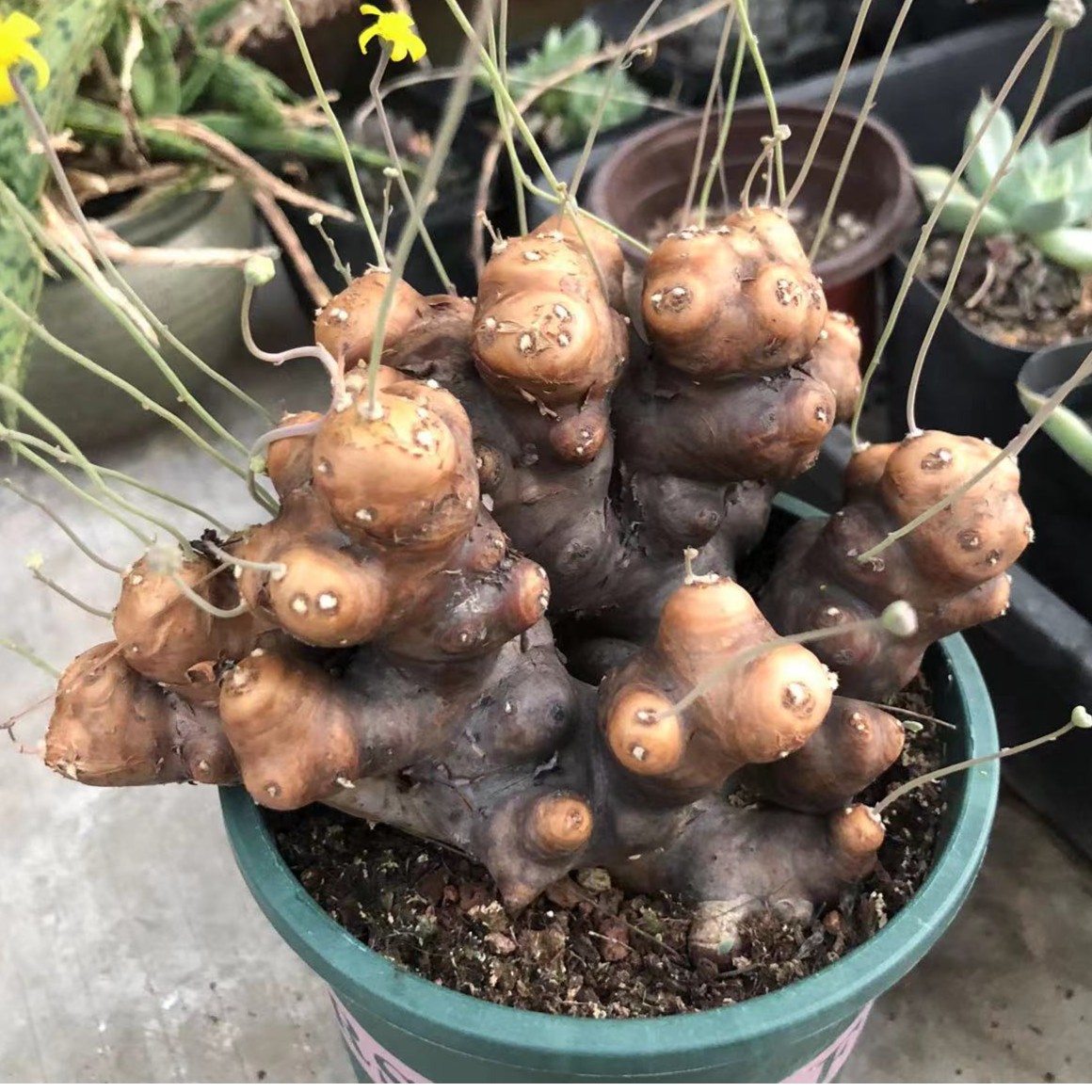 格加厚敦菊潮流块根精品多肉植物花卉盆栽基地