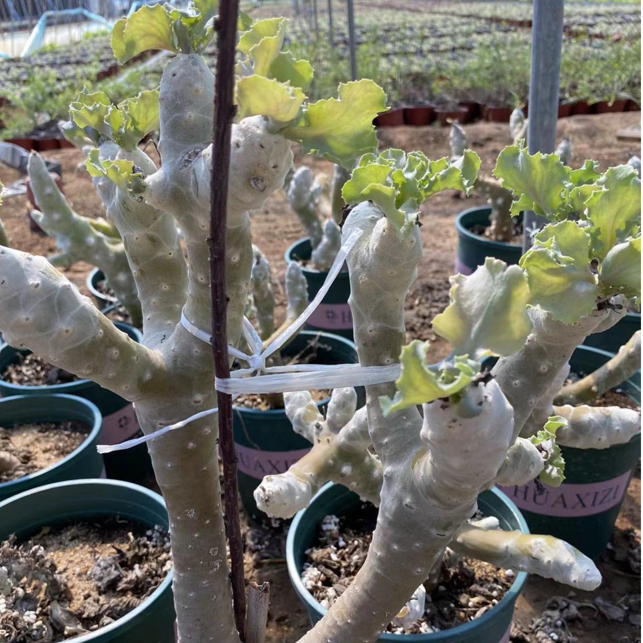 雪露厚敦菊潮流块根多肉植物精品花卉盆栽基地