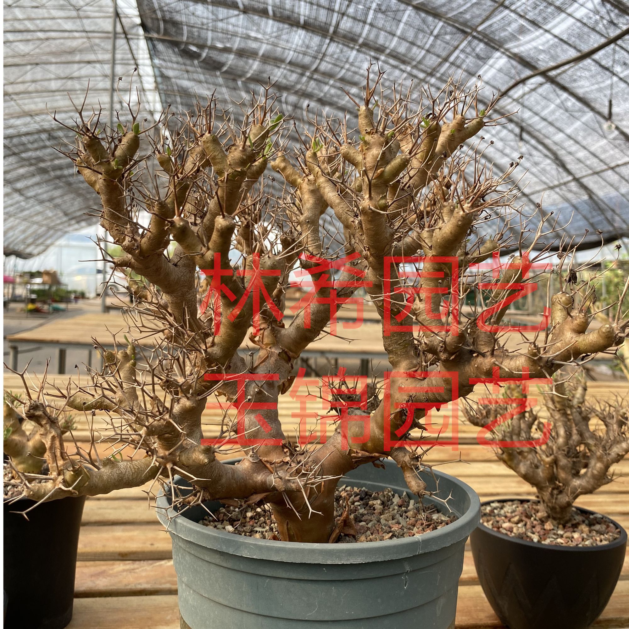 黑鬼殿厚敦菊潮流块根植物多肉植物精品花卉绿植盆栽