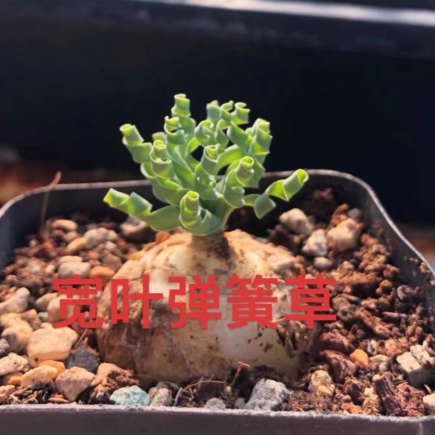 宽叶弹簧草球根块根多肉植物阳台花卉盆栽基地