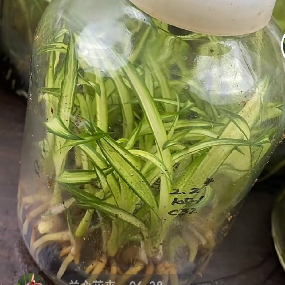 正品国兰一物一拍，请勿跟拍