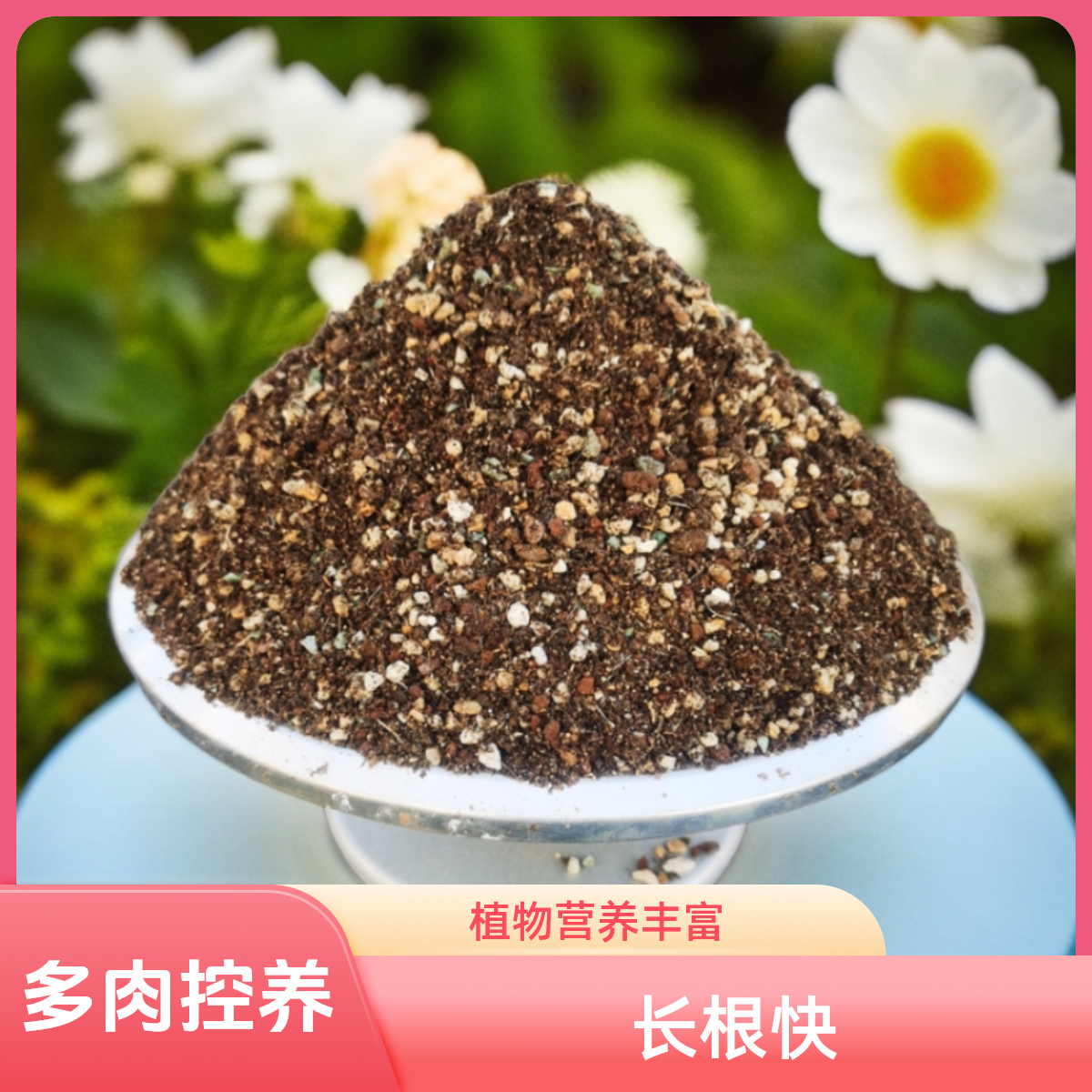 多肉2025控养70%颗粒土（品氏重瓣一半泥炭香皂出现又离开）养花