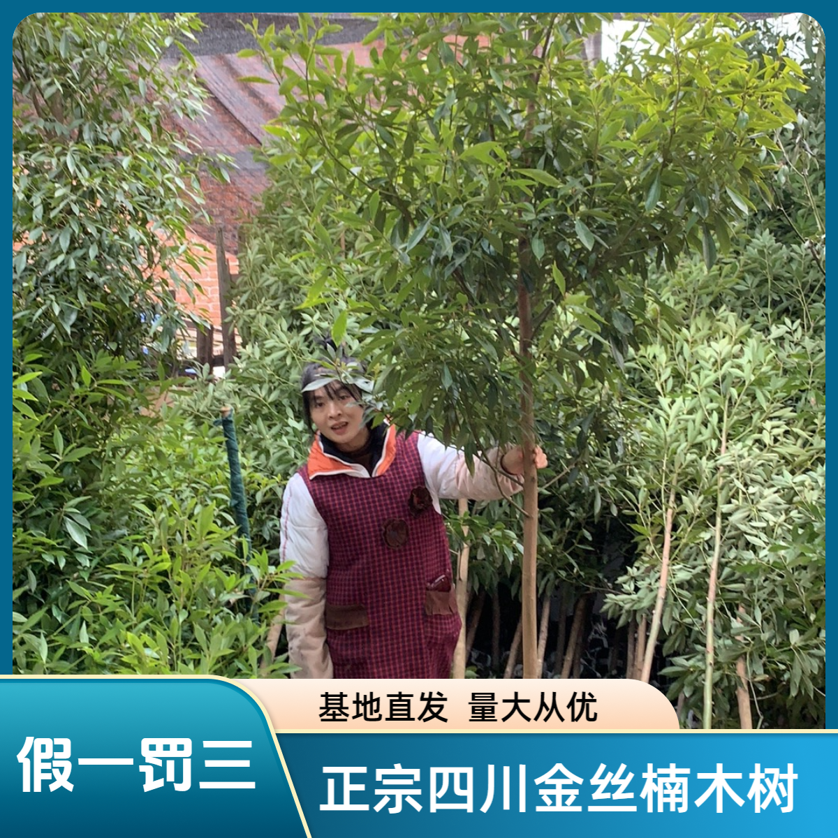 正宗四川小叶金丝楠木树苗常青常绿别墅庭院植物