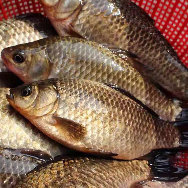 湖北洪湖土鲫鱼土鲫喜头月子鱼现捕活鱼保鲜发货3斤新鲜食用