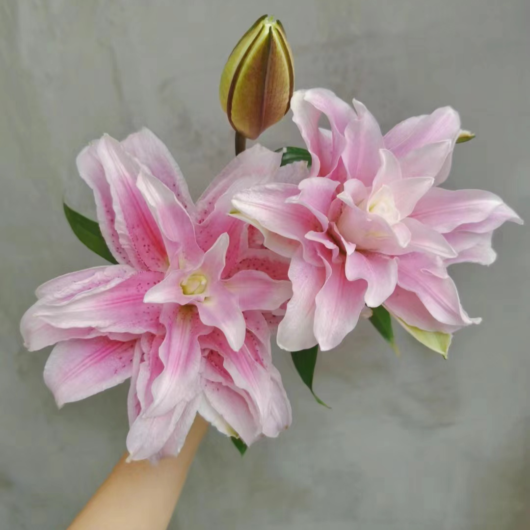 A 三头【伊莎贝拉】重瓣百合 栀子柠檬清香 夏天小清新  【中型花苞】