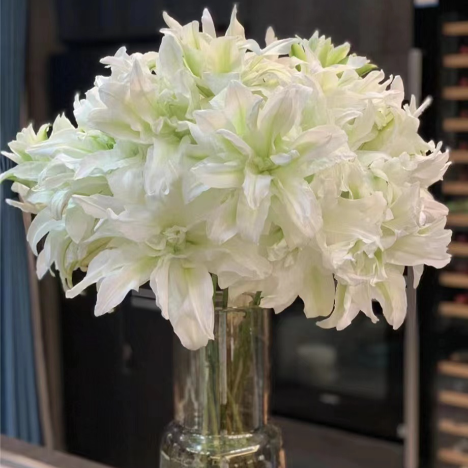 双头【爱莎】浪漫之心 重瓣 修剪实物 夏天小清新生长养护叶子