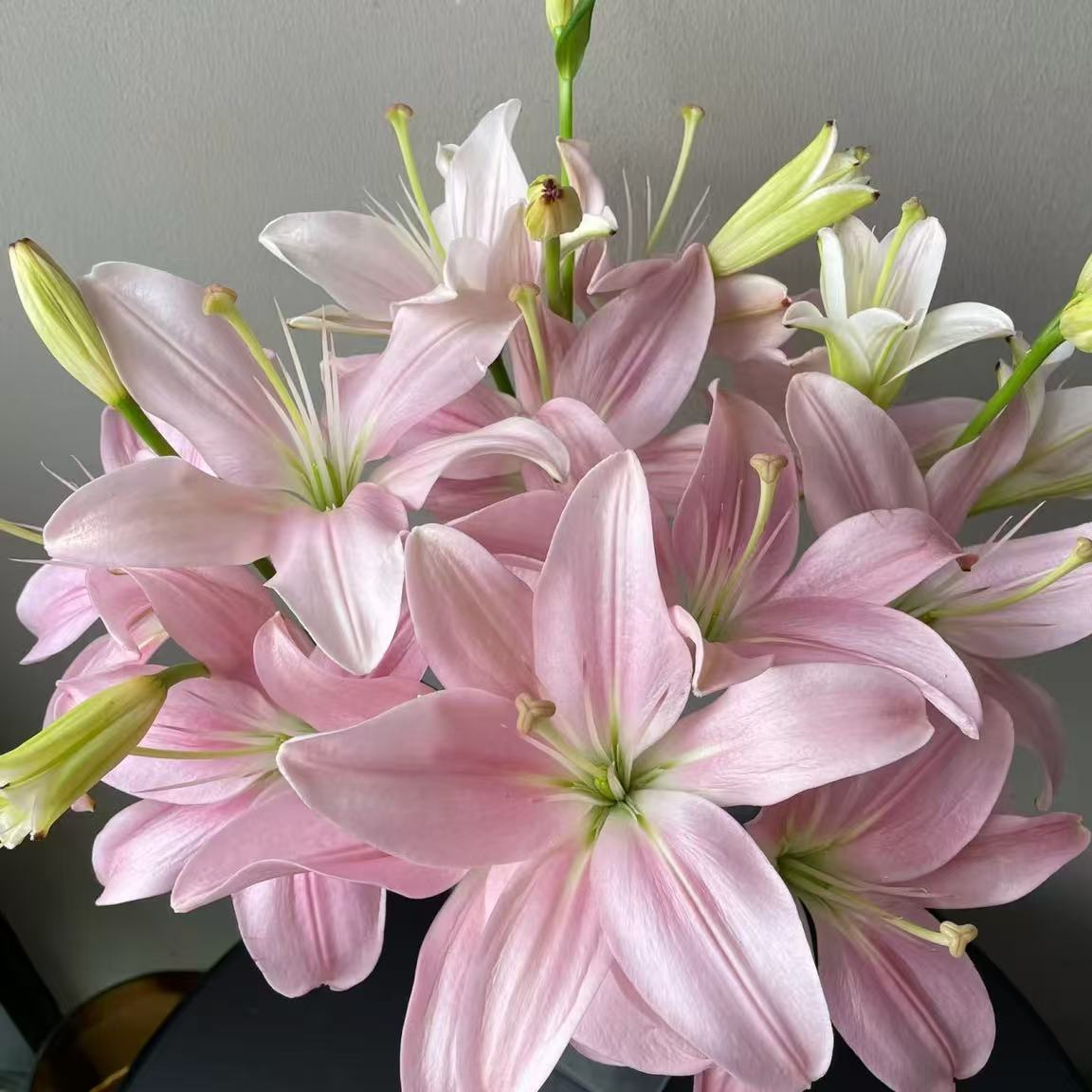 三头【粉精灵】 亚百合 没有香味 栀子柠檬清香 夏天小清新  粉色