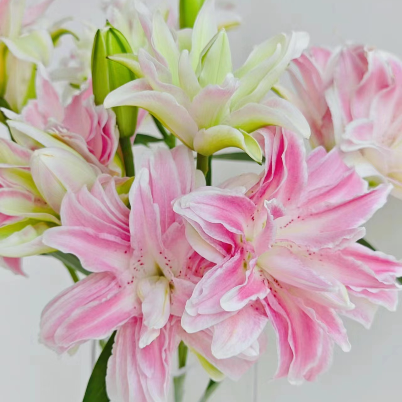 双头【莲花雅致重瓣百合】栀子清香 夏天小清新 粉红色  可爱灵动