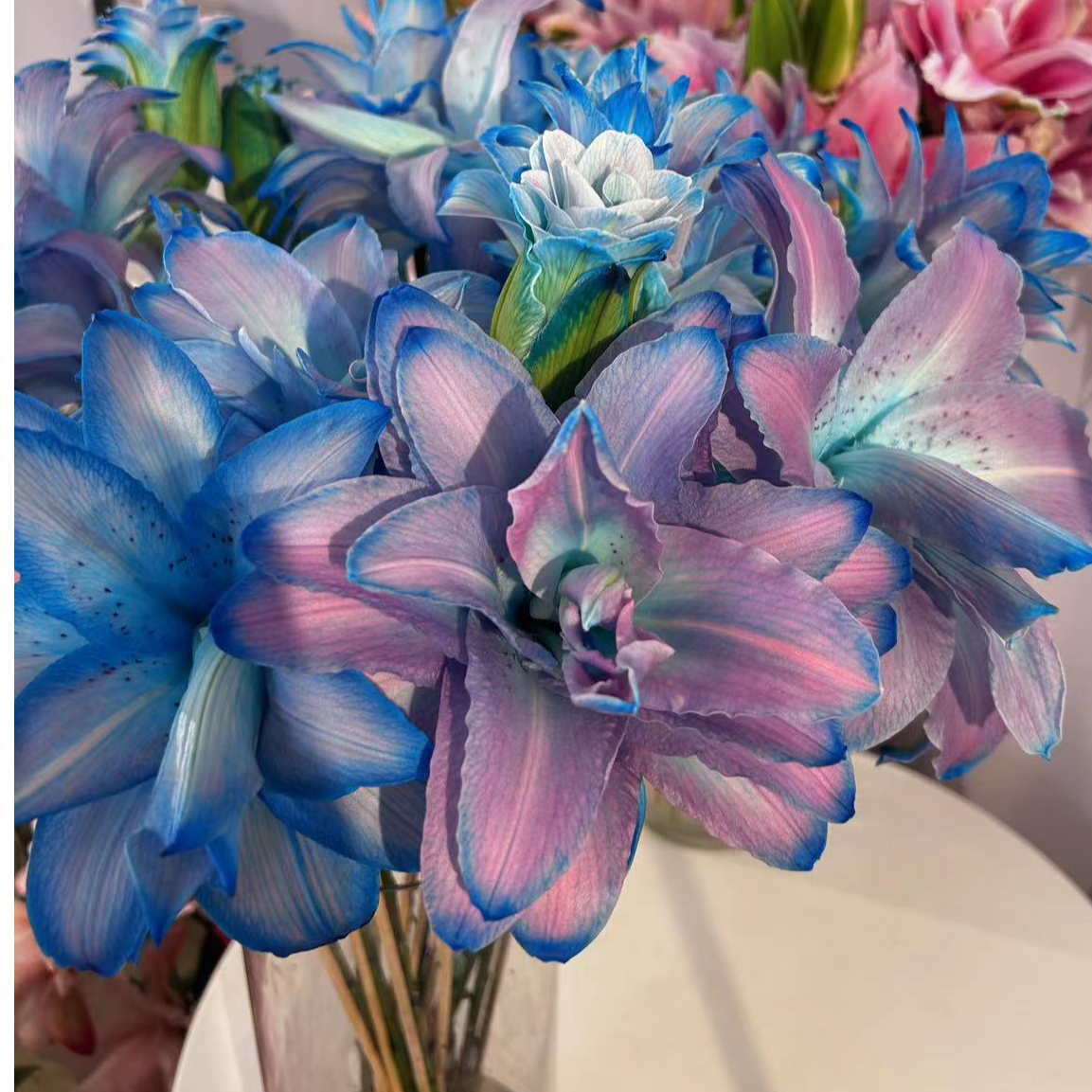 双头【星空】重瓣百合 栀子柠檬清香 夏天小清新叶子 粉紫色