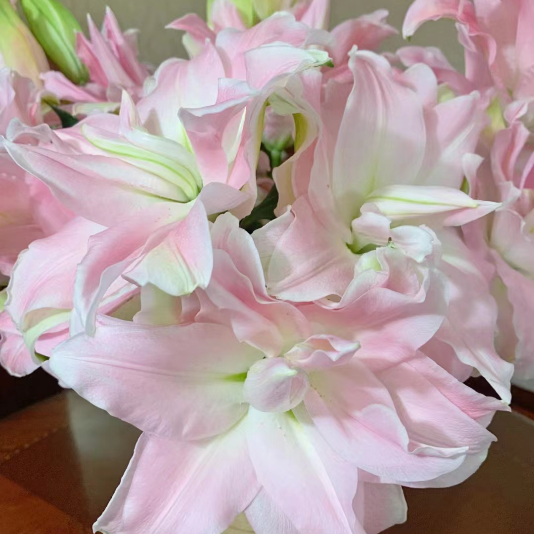 【 贵妃】蜜糖水晶 栀子柠檬清香 夏天小清新 粉白色