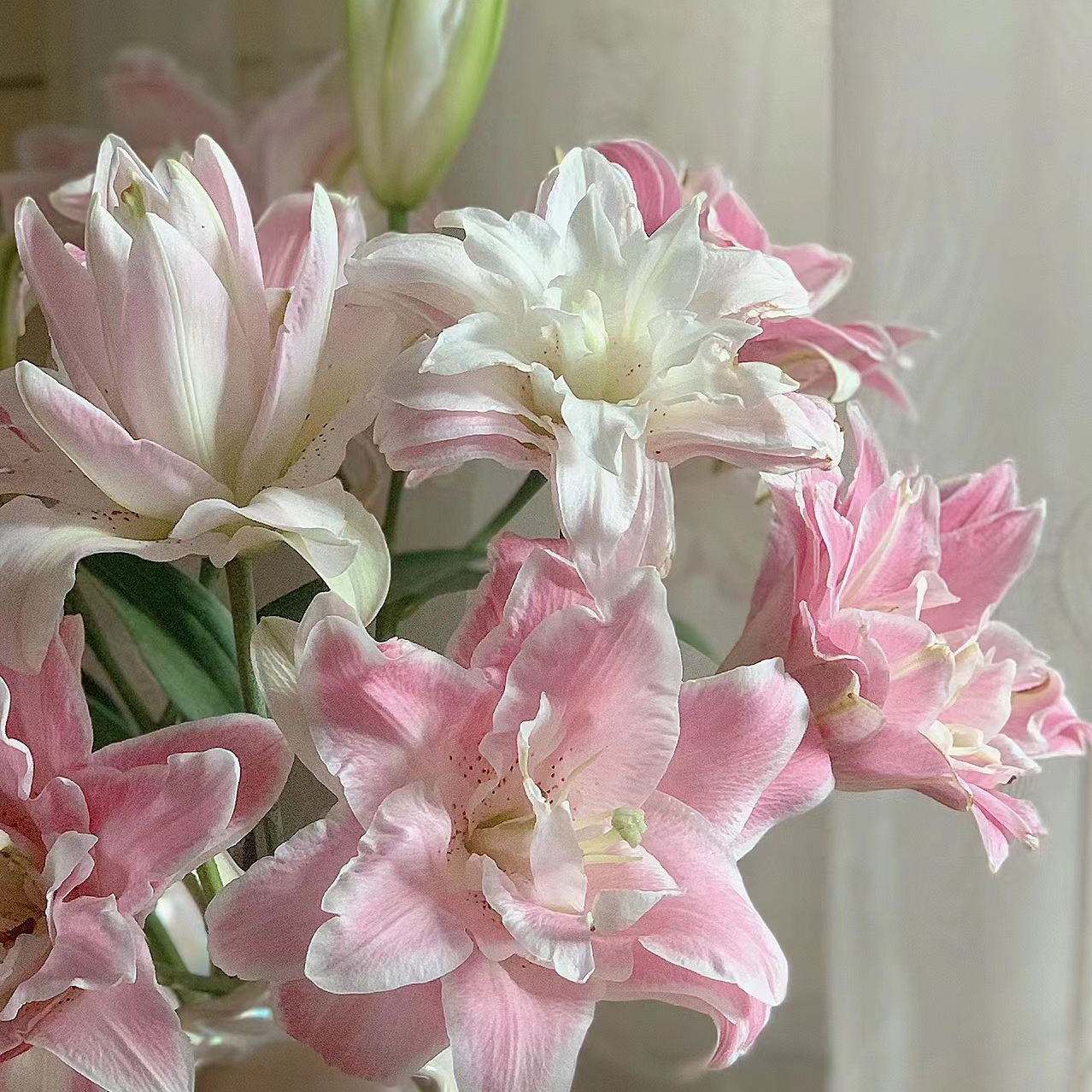 多头【莲花雅致重瓣百合】栀子清香 夏天小清新 粉红色  可爱灵动