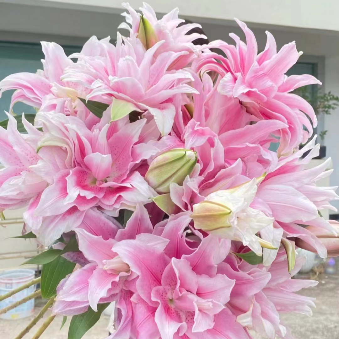 双头【伊莎贝拉】重瓣百合 栀子柠檬清香 夏天小清新  【中型花苞】