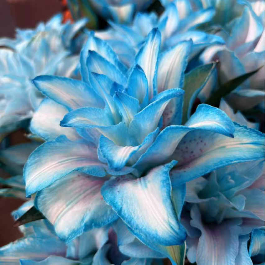 A三头【青花瓷】重瓣百合 橘子柠檬清香 夏天小清新 冰蓝色 小花苞