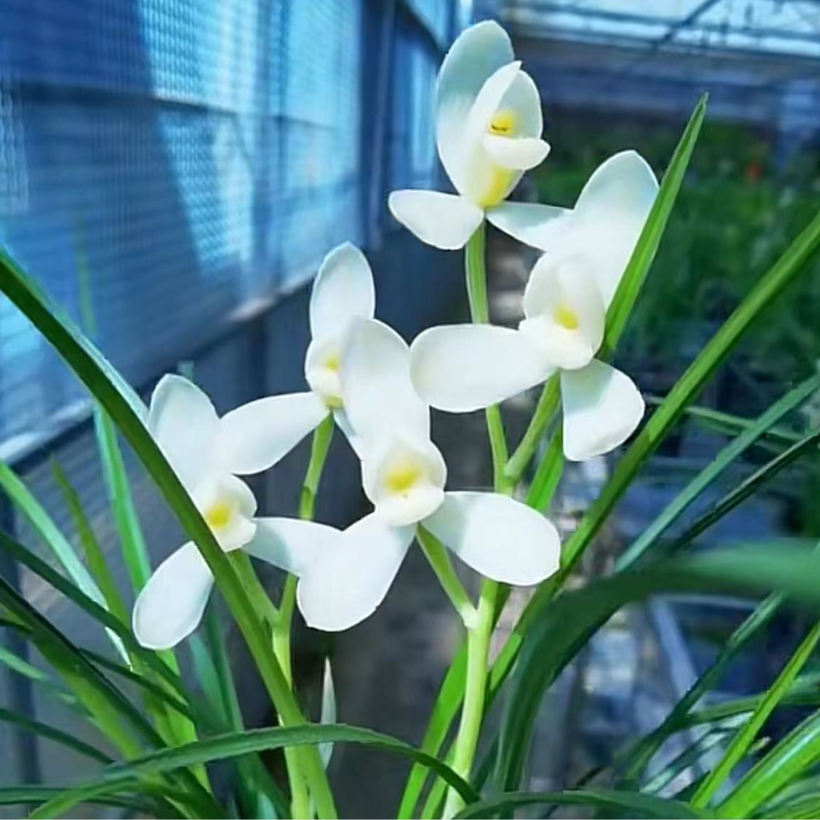 铭品兰花【一物一拍】浓香型花卉绿植盆景美观
