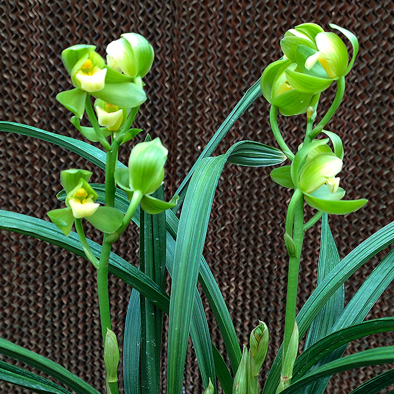 佳莹兰坊花卉绿植