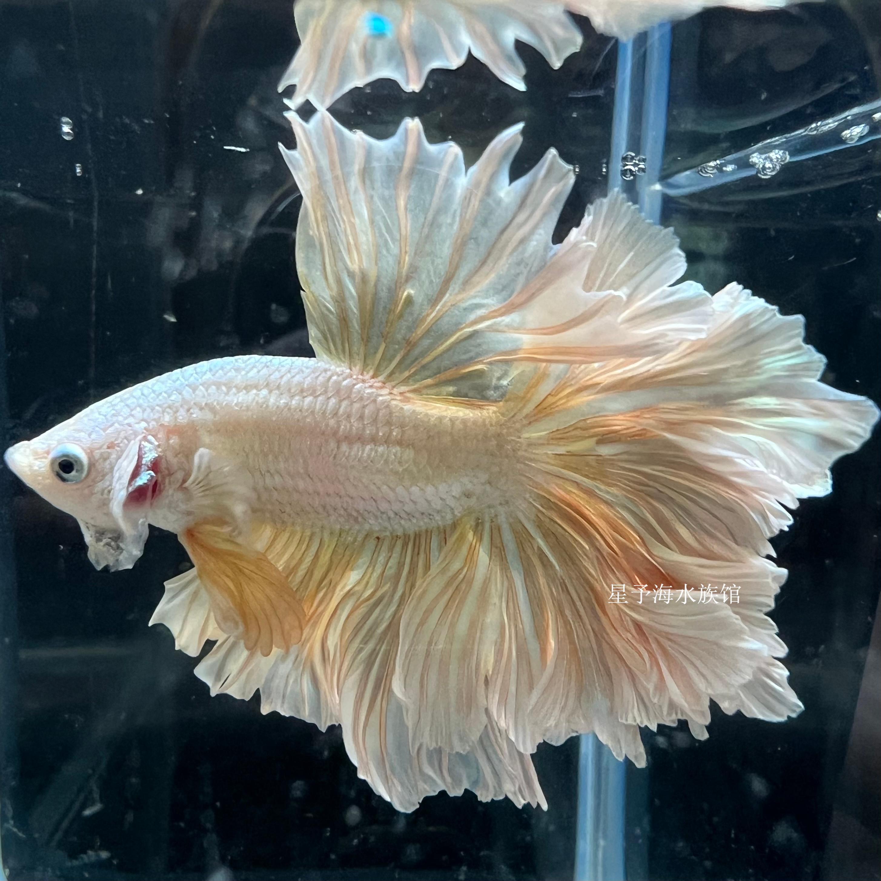 星予海水族直播精品展示级半月狮王马尾将军214-291号