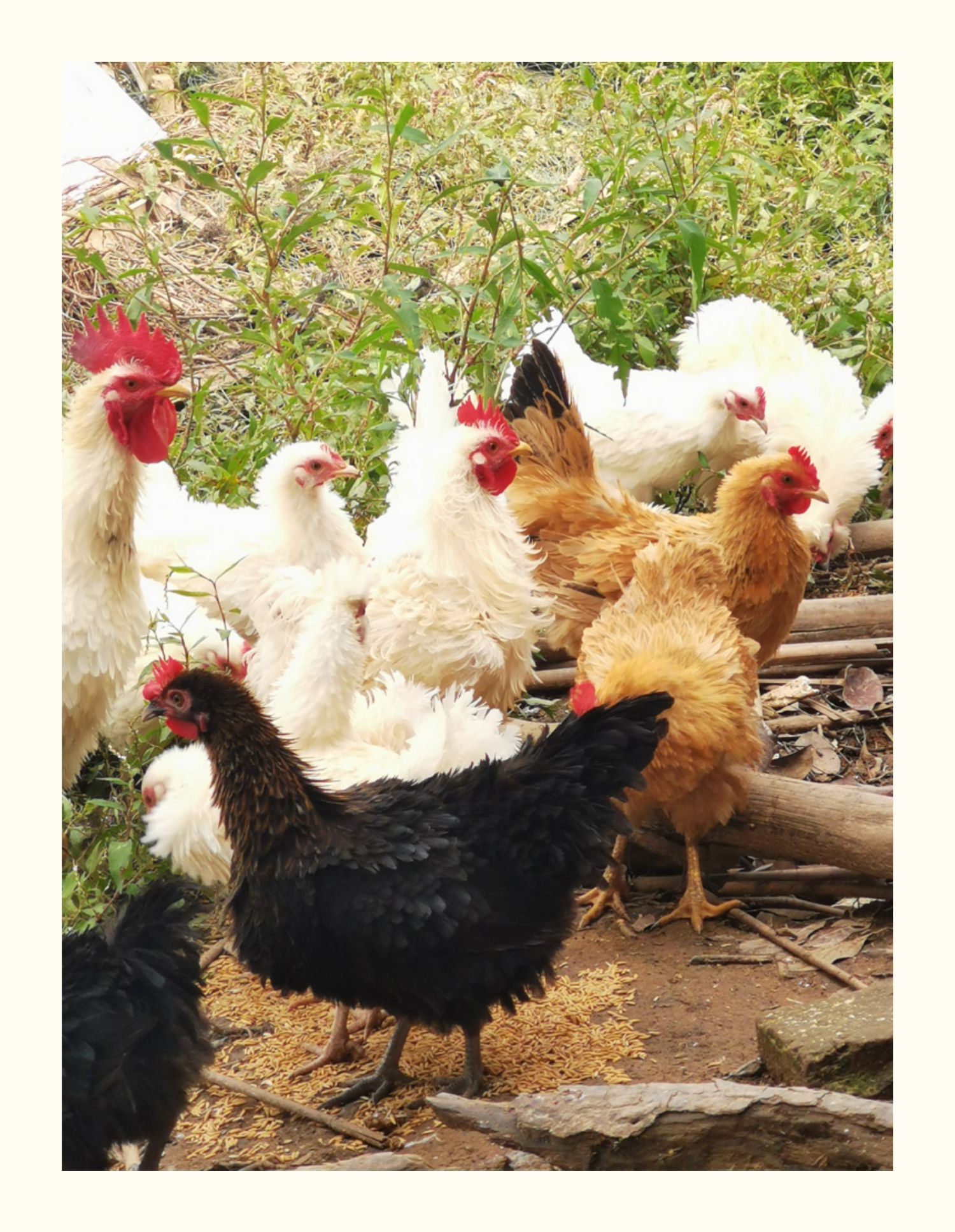 纯白倒毛鸡  纯黑翻毛鸡  反毛鸡 麒麟鸡  现宰冰鲜发货