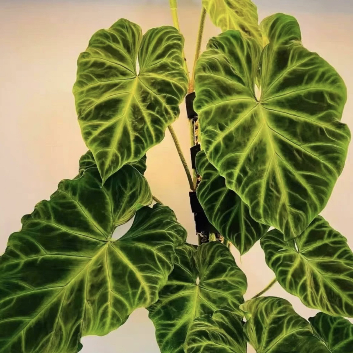 【特惠！南美荧光蔓绿绒】好看好养超强雨林感大气植物