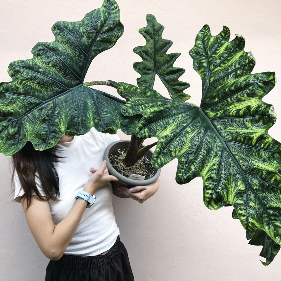 【杰克林】蔓绿绒好看好养超强雨林感大气植物小众ins风