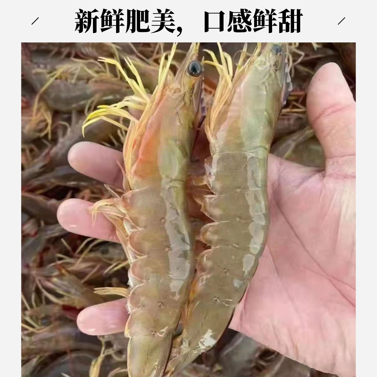 野生海捕明虾（野生虾各别虾线有沙属正常，顺丰发货）自然冷冻海捕