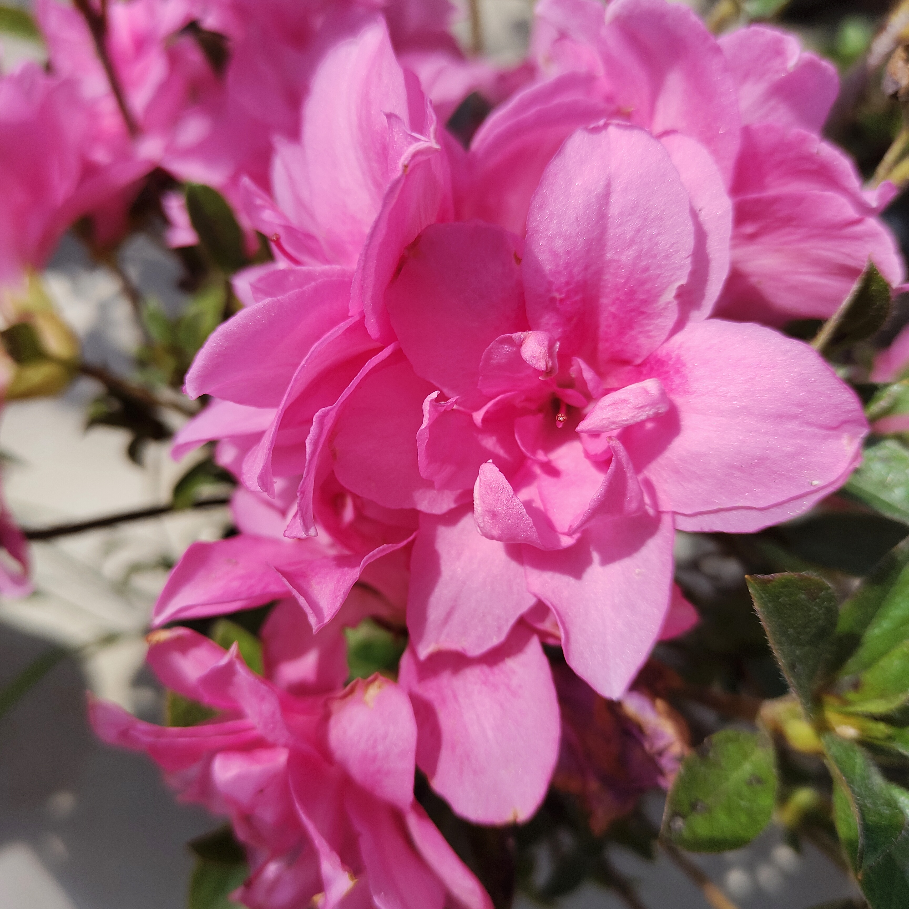 四季杜鹃花康乃馨，耐寒耐热露天原生苗(高50cm左右)