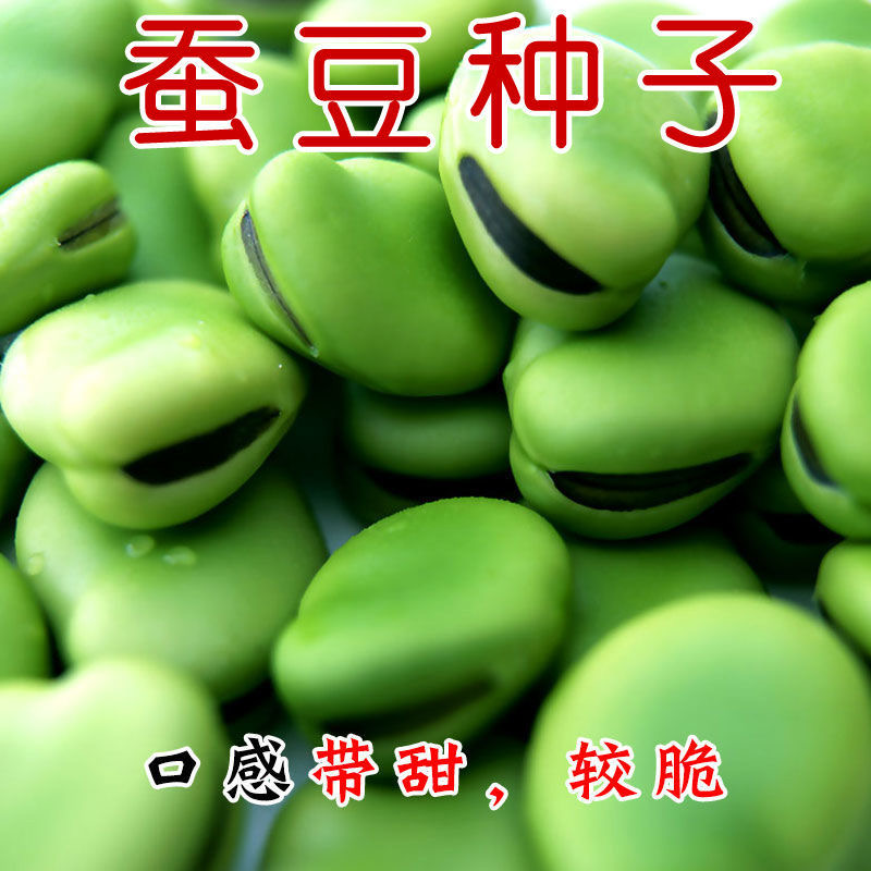 大蚕豆种子甜糯大蚕豆种子春秋季播种早熟耐寒高产北斗七星罗汉豆