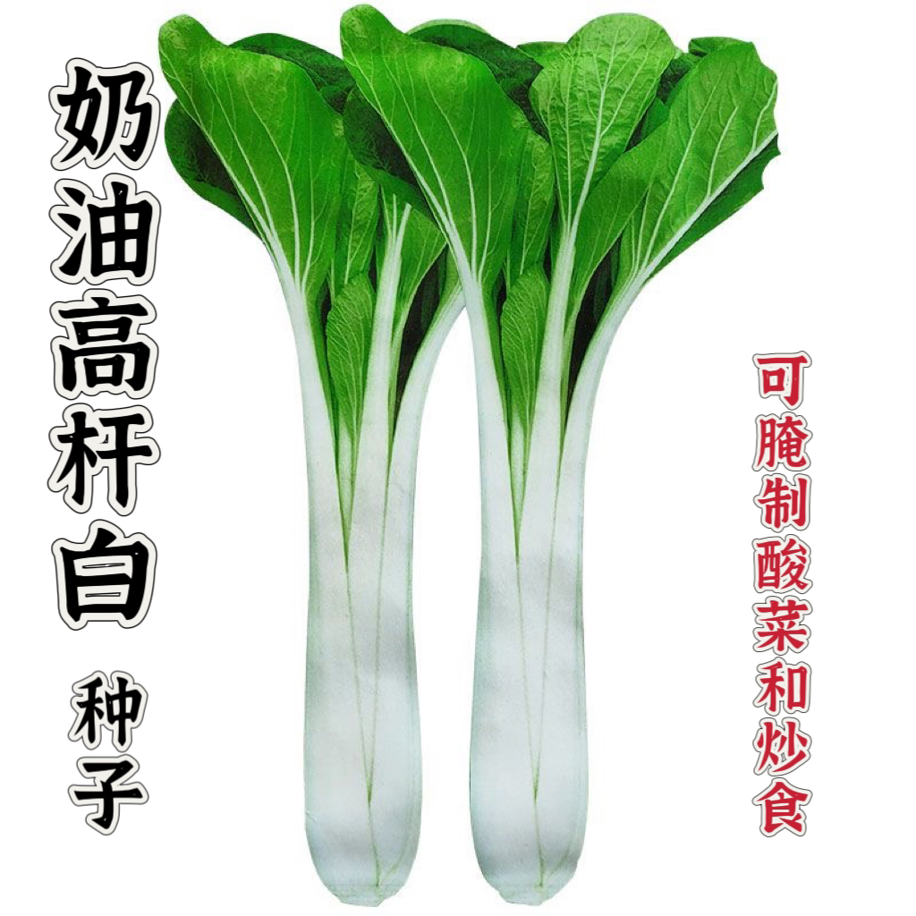奶油高杆白种子高梗白菜种子腌制酸菜长梗小白菜种子春秋季