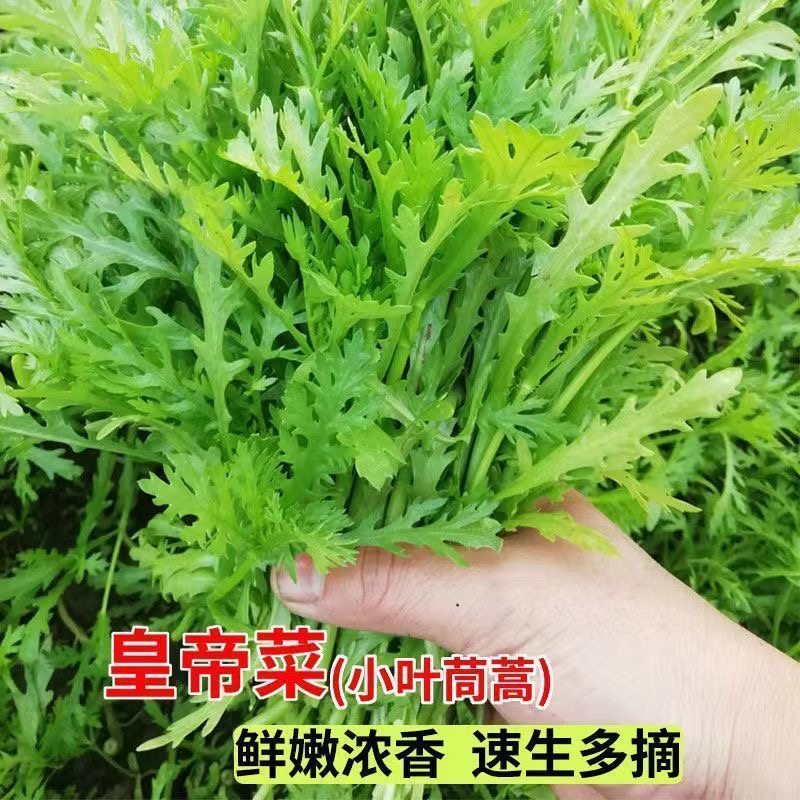 大叶茼蒿种子小叶茼蒿种子家庭阳台盆栽易种耐寒高产茼蒿蔬菜种子