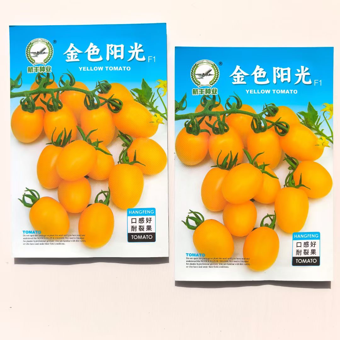 种植户黄珍珠小番茄种子脆甜多汁新鲜黄色小番茄高产