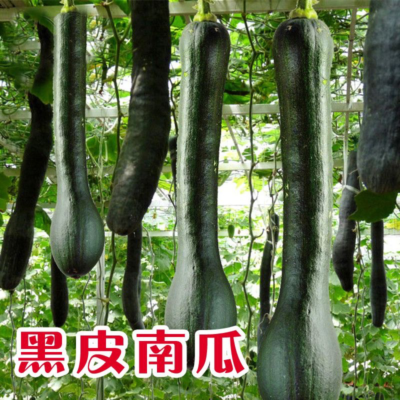 黑皮南瓜子南瓜种子香甜粉面黑南瓜种子吊瓜南瓜