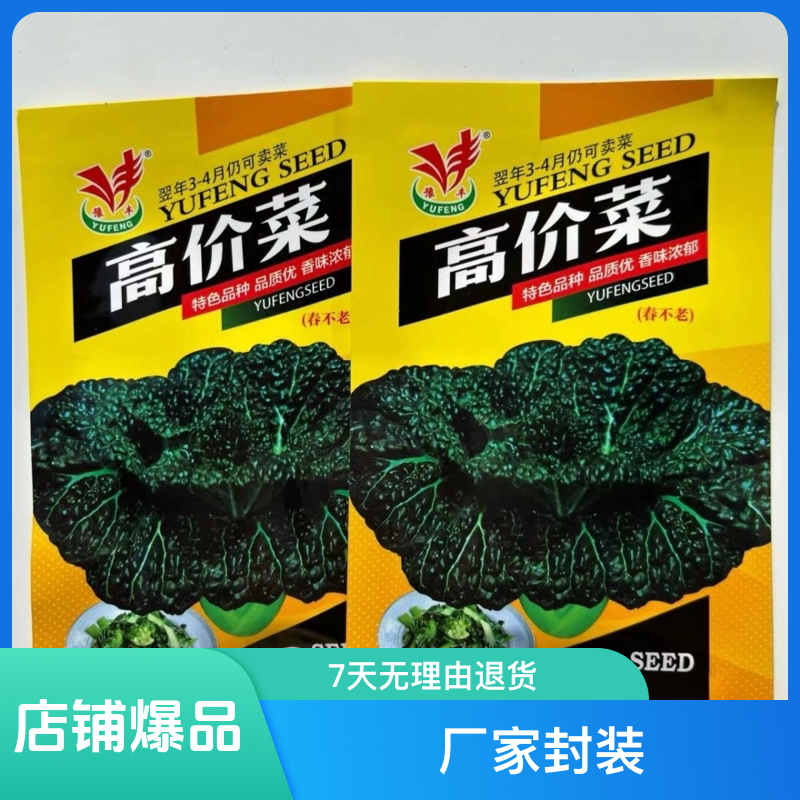 黑叶青菜泡泡青耐寒耐抽苔 春不老秋冬种植越冬栽培