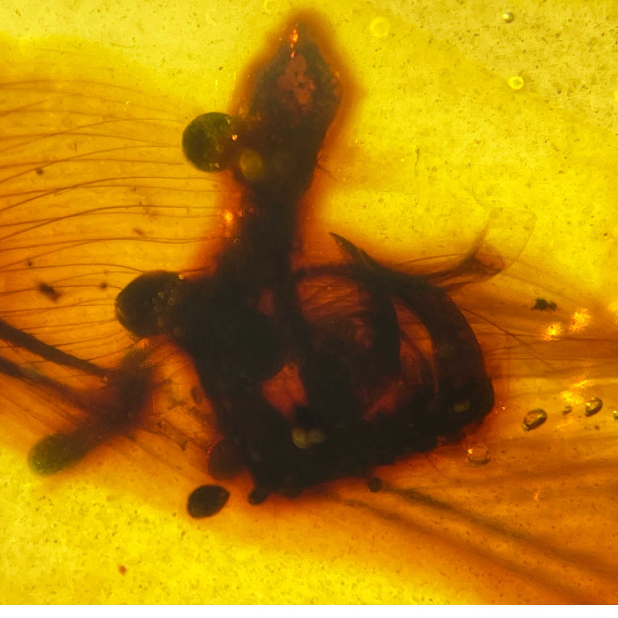 天然缅甸琥珀虫珀鸟爪子和一排鸟羽