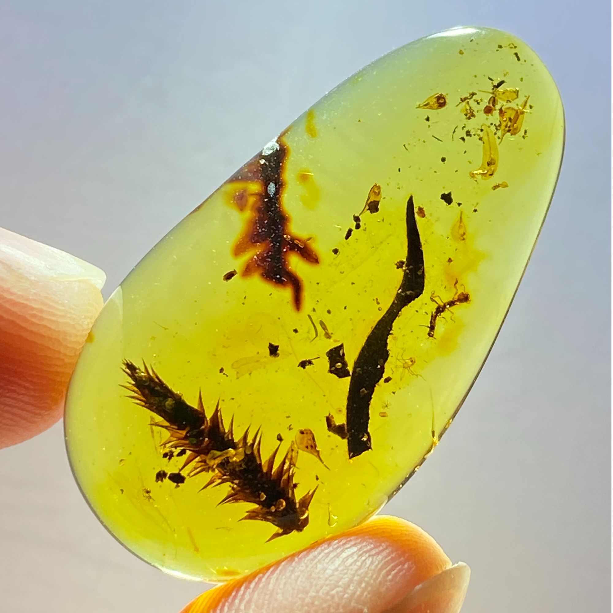 植物叶子缅甸琥珀虫珀