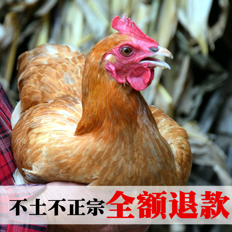 正宗千岛湖土鸡飞鸡农家深山散养土鸡乌鸡老母鸡月子鸡柴鸡营养