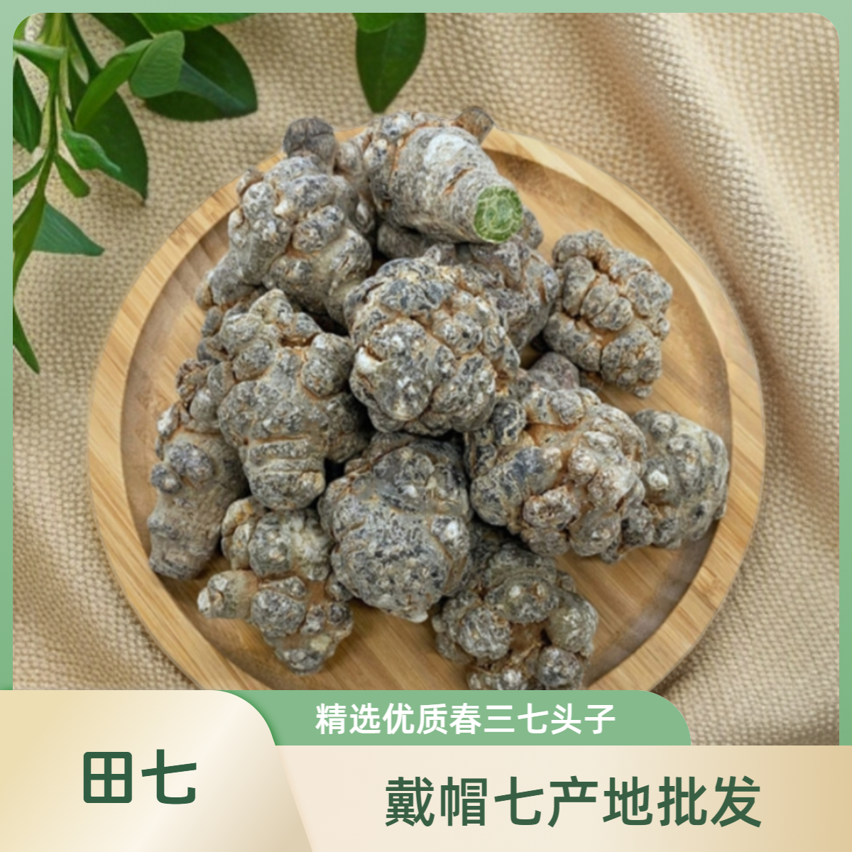 三七云南文山戴帽田七中药材正宗高山产地批发直播现场帮忙打粉