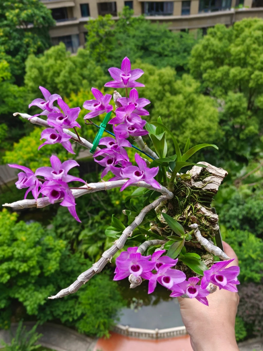 麝香石斛4年"新鲜石斛盆景绿植可食用煲汤石斛汤鼓槌石斛兰（1盆）