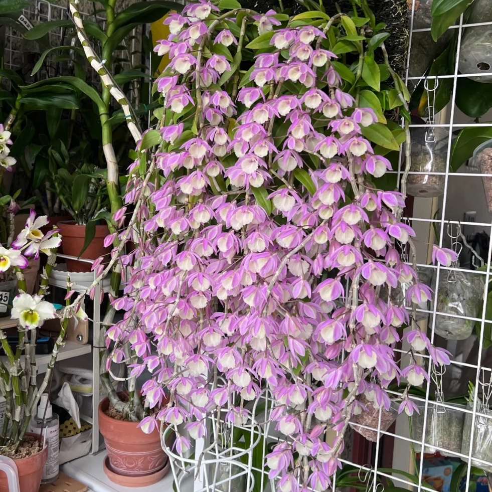 (散苗)天宫石斛3年”新鲜石斛盆景绿植可观花植物石斛汤天宫兰