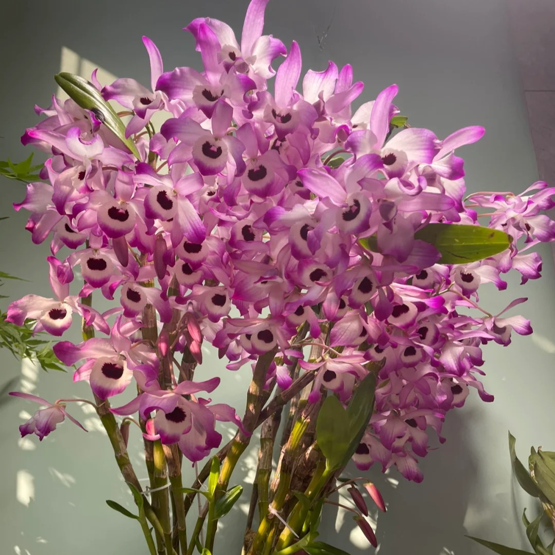 散苗：金钗石斛”6年”施肥新鲜石斛散苗绿植可食用煲汤石斛汤石斛兰