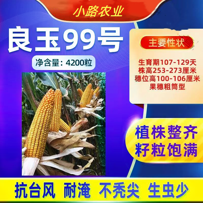“良玉炮"丹东良玉99玉米种优质高产