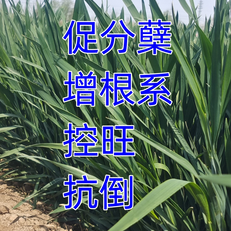 玉米种355有机水溶肥料