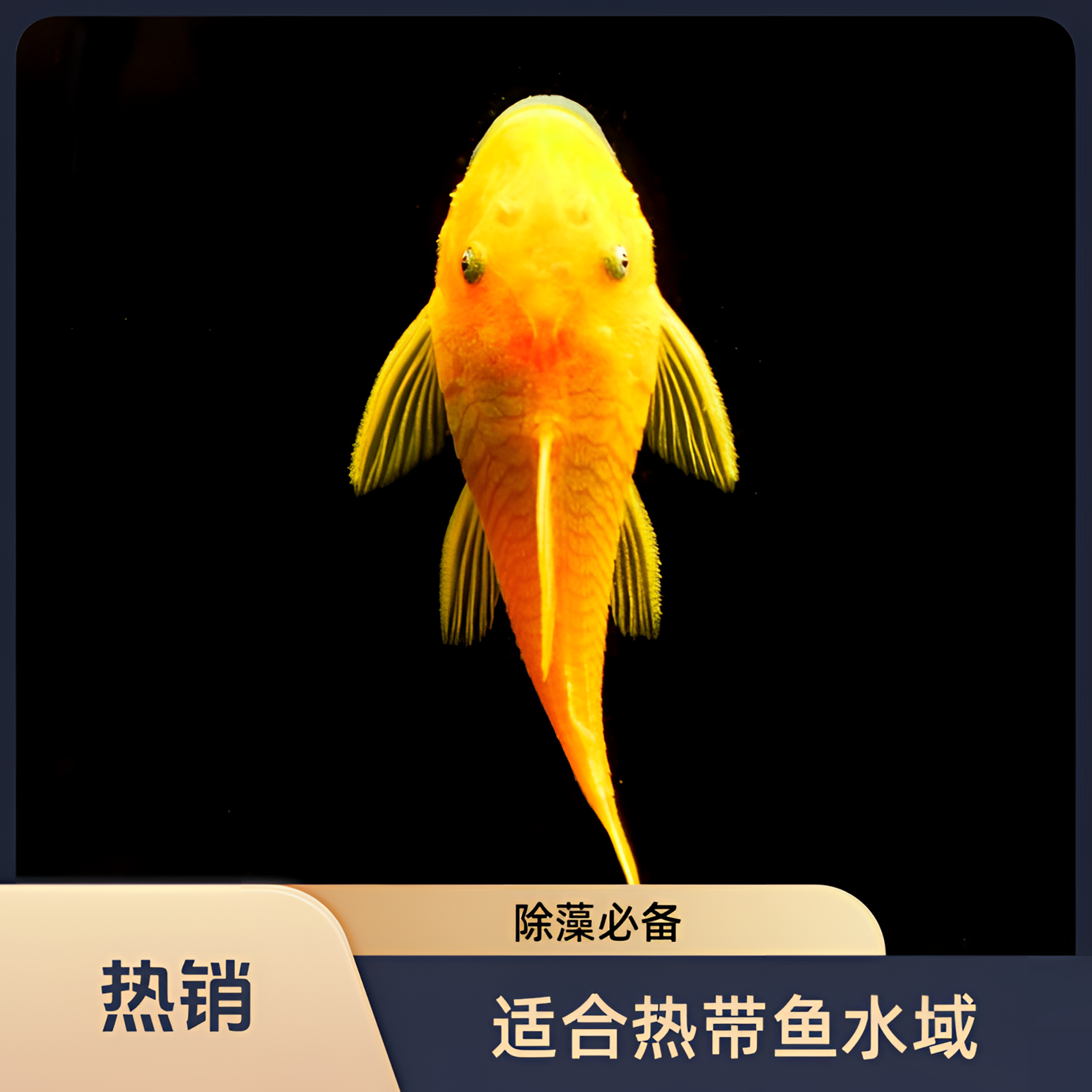 24K清洁工胡子热带观赏鱼(除藻必备黄金胡子鱼