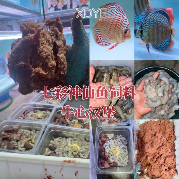 仙鱼饲料牛心汉堡1:1比例